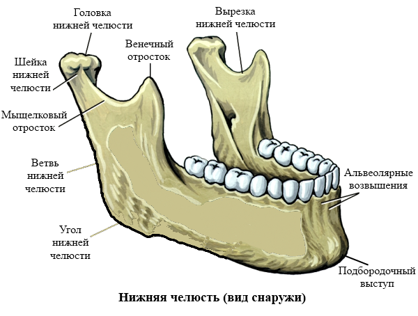 амелобластома щелепи