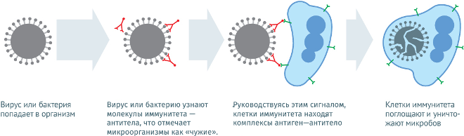 Все, що ви хотіли знати про вакцинах