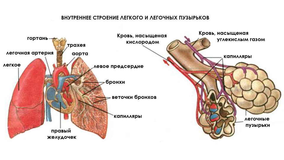 Аденокарцинома легкого - що це, симптоми і лікування