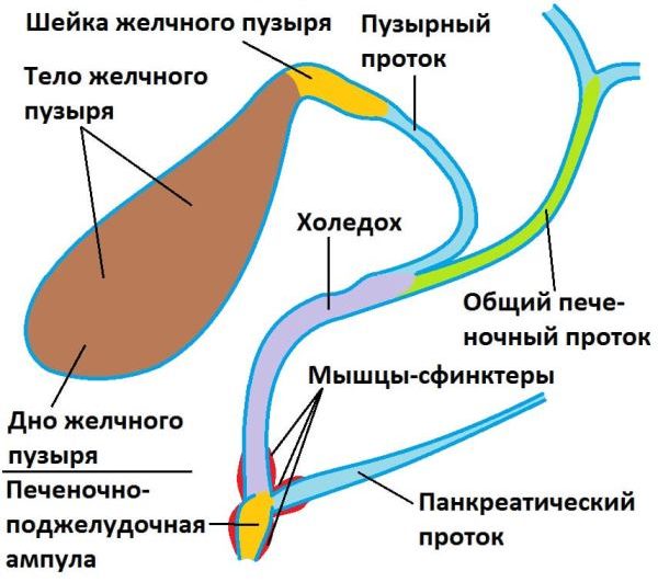 Рак жовчних проток - що це?