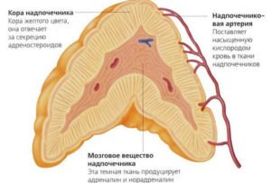 Аденома наднирника у жінок - що це таке?