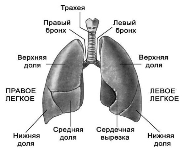 Дрібноклітинний рак легені - що це?